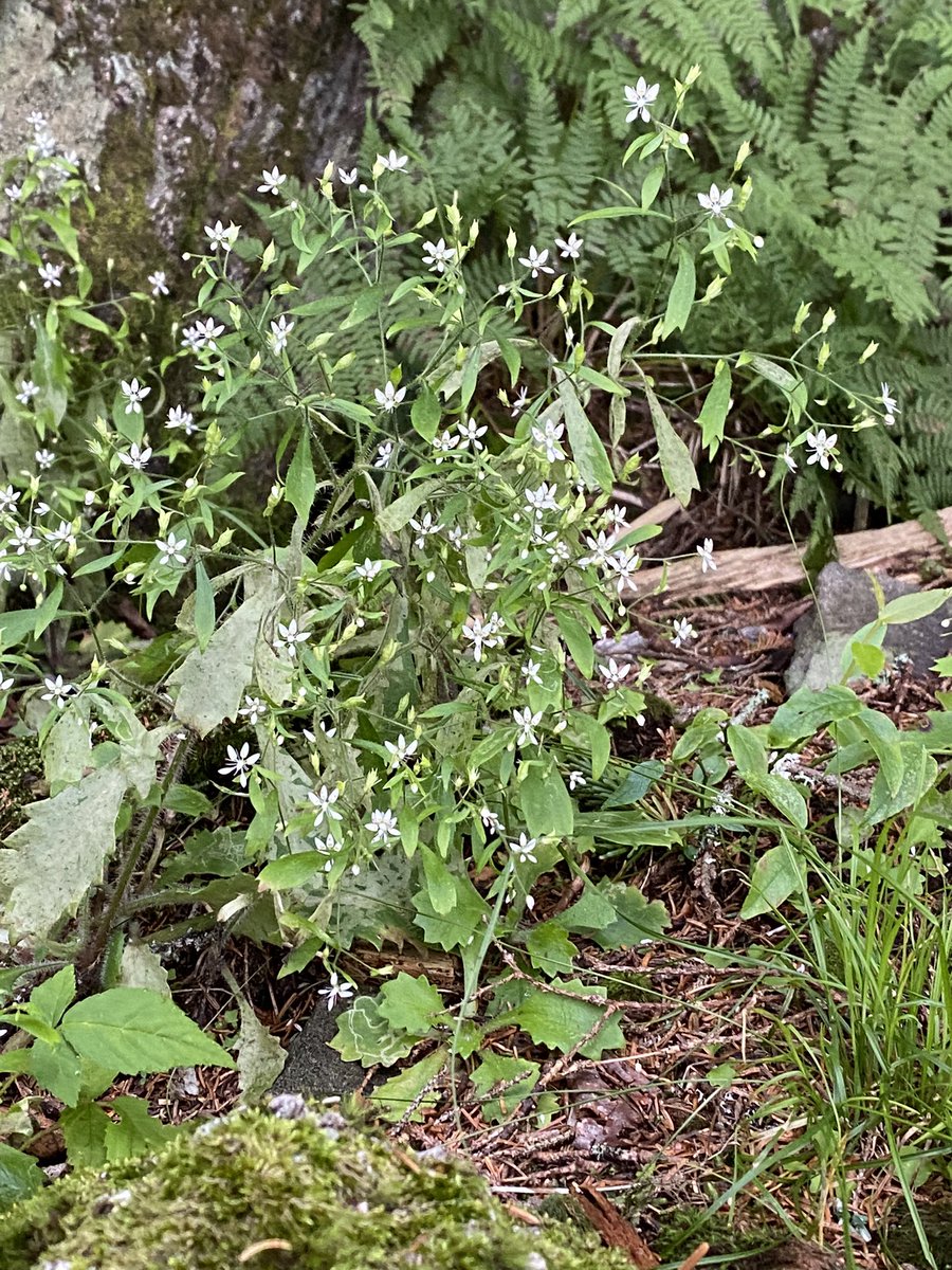 whatsthat's tweet image. 