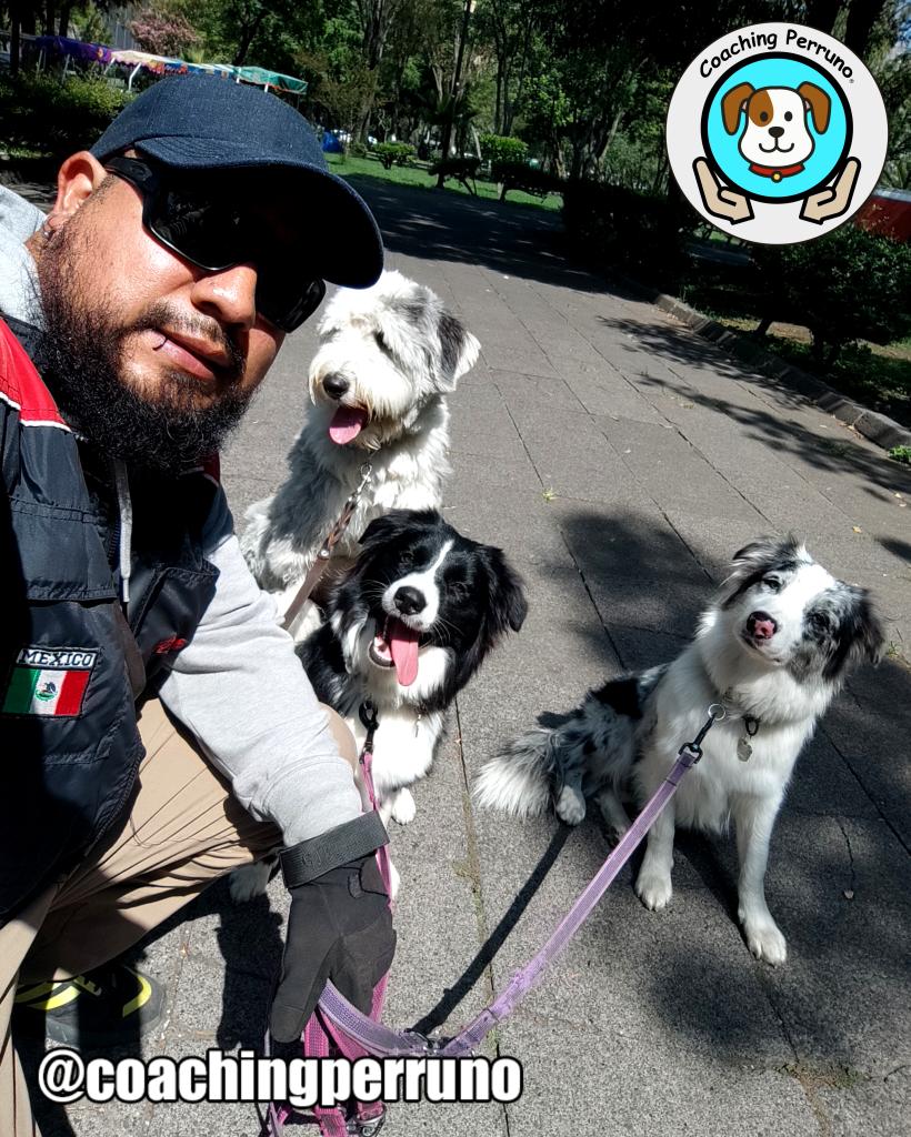 coachingperruno's tweet photo. Las #bordersisters en la clase de Yoko
#perros #dogs #mascotas #petsoftheday #petstagram #dogstagram #coachingperruno #funnypets #pets #ilovedogs🐶 #petslovers #funnydogs #dogslovers  #dogtrainer #oldenglishsheepdog #bordercollie https://t.co/q2hYABmcSB