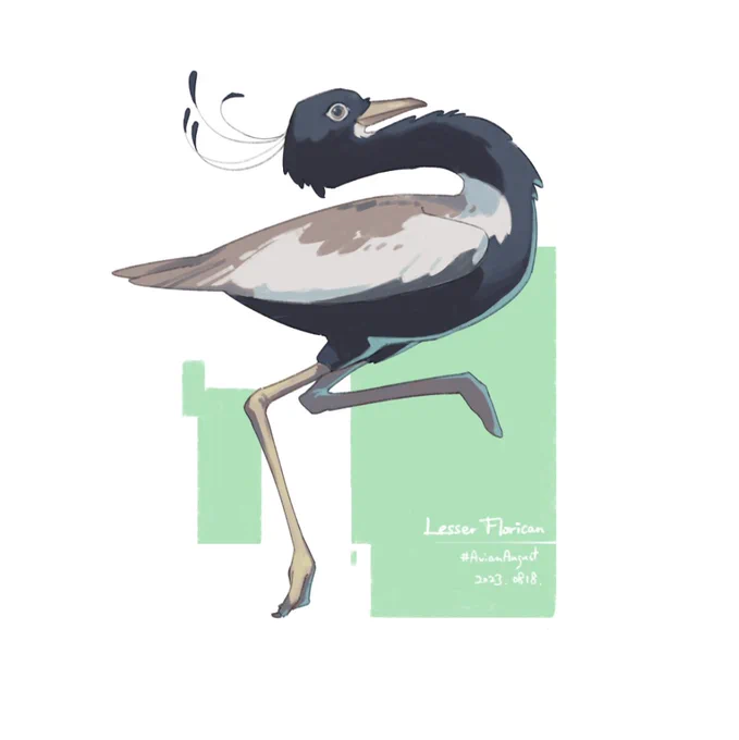 #AvianAugust #AvianAugust2023今日と昨日の鳥! 