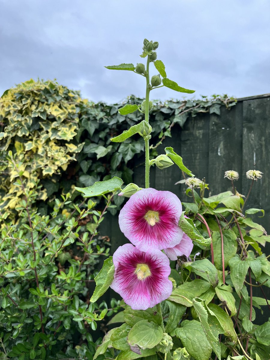 Hollyhock flowering in the right hand rear border.