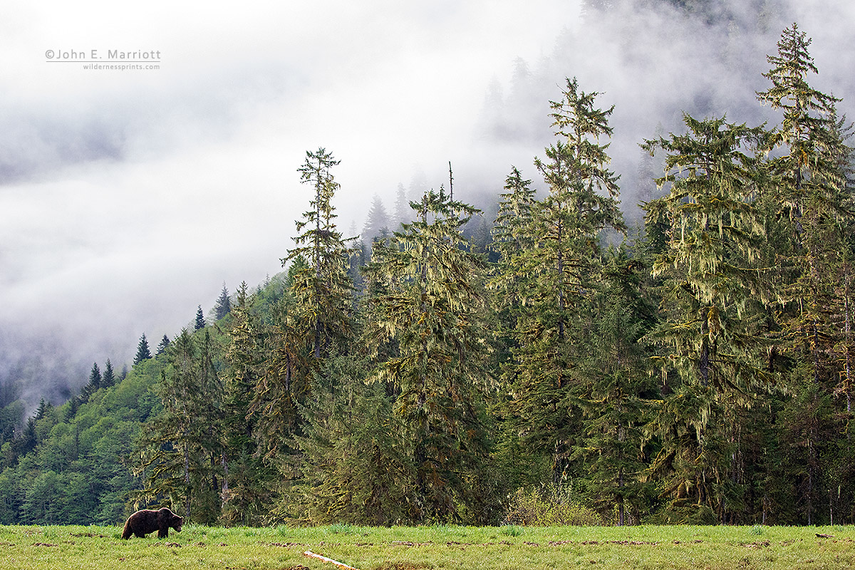 The magnificent Khutzeymateen, Canada's only grizzly bear sanctuary. It's my hope that one day we not only have more grizzly sanctuaries, but also wolf, cougar and even wolverine sanctuaries/refuges where the needs of these apex predators takes priority.