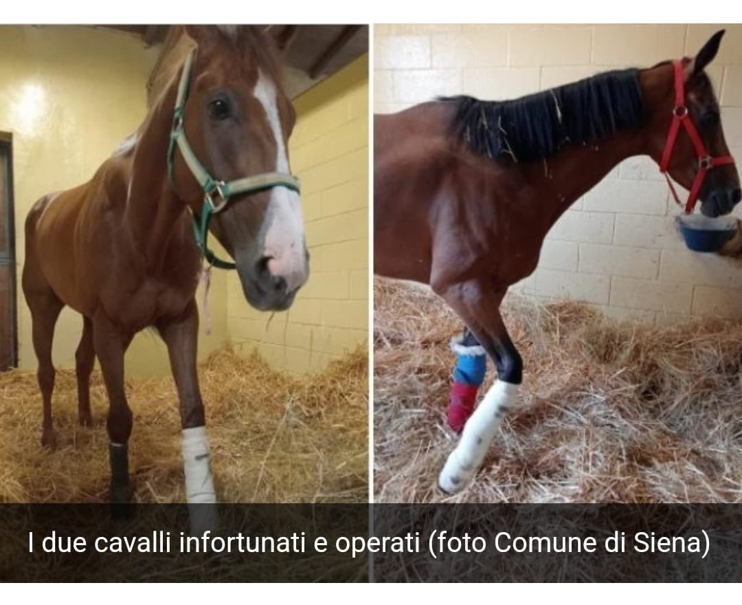 Lidia Pregnolato tweet media