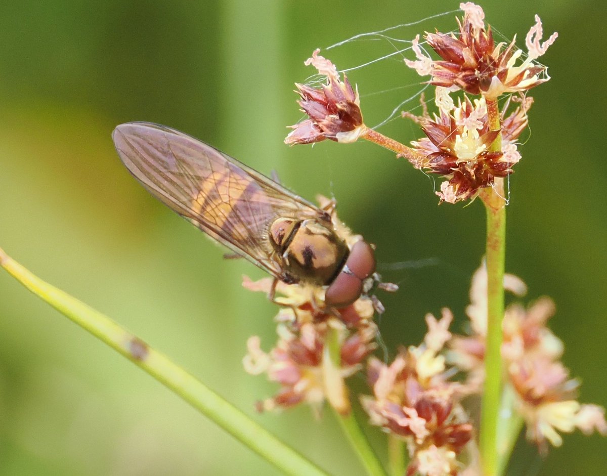 lostboyy35 tweet media