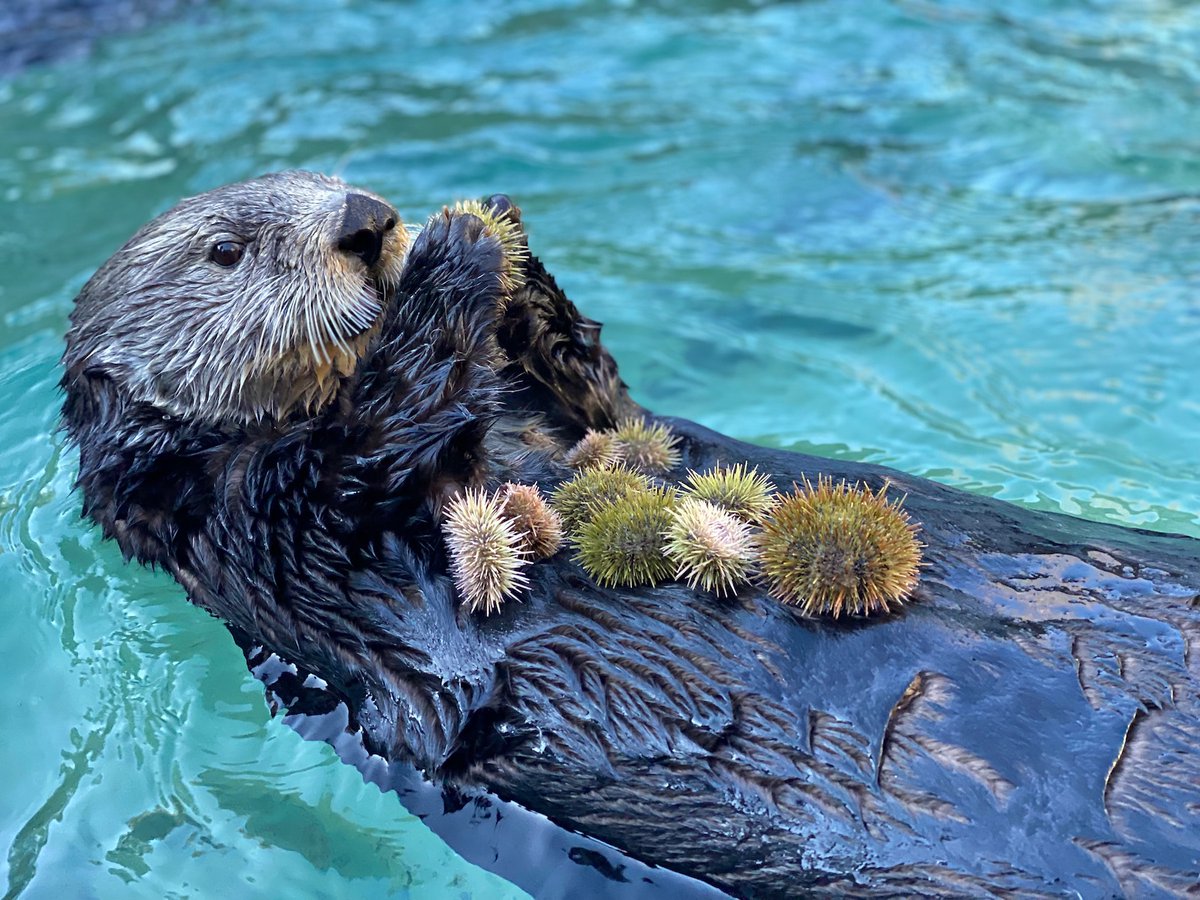 The amount of energy required to ‘power’ an aquarium #otter is only 5-15% more than for other marine mammals. Despite different lifestyles the energy intake of aquarium otters was only slightly lower than that of wilds. David Rosen <a href="/MMeanLab/">David Rosen</a> oceans.ubc.ca/2023/08/18/hun… <a href="/ubcscience/">UBC Science</a>