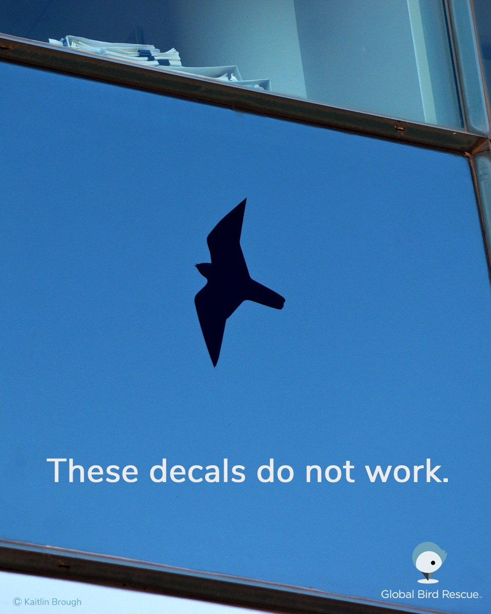 There are suggestions online on how to prevent window collisions, many of these do not work (Window Alert stickers, UV stickers, and hawk decals)

There are methods that work! Check out flap.org/stop-birds-fro… to ensure your windows are bird-safe.