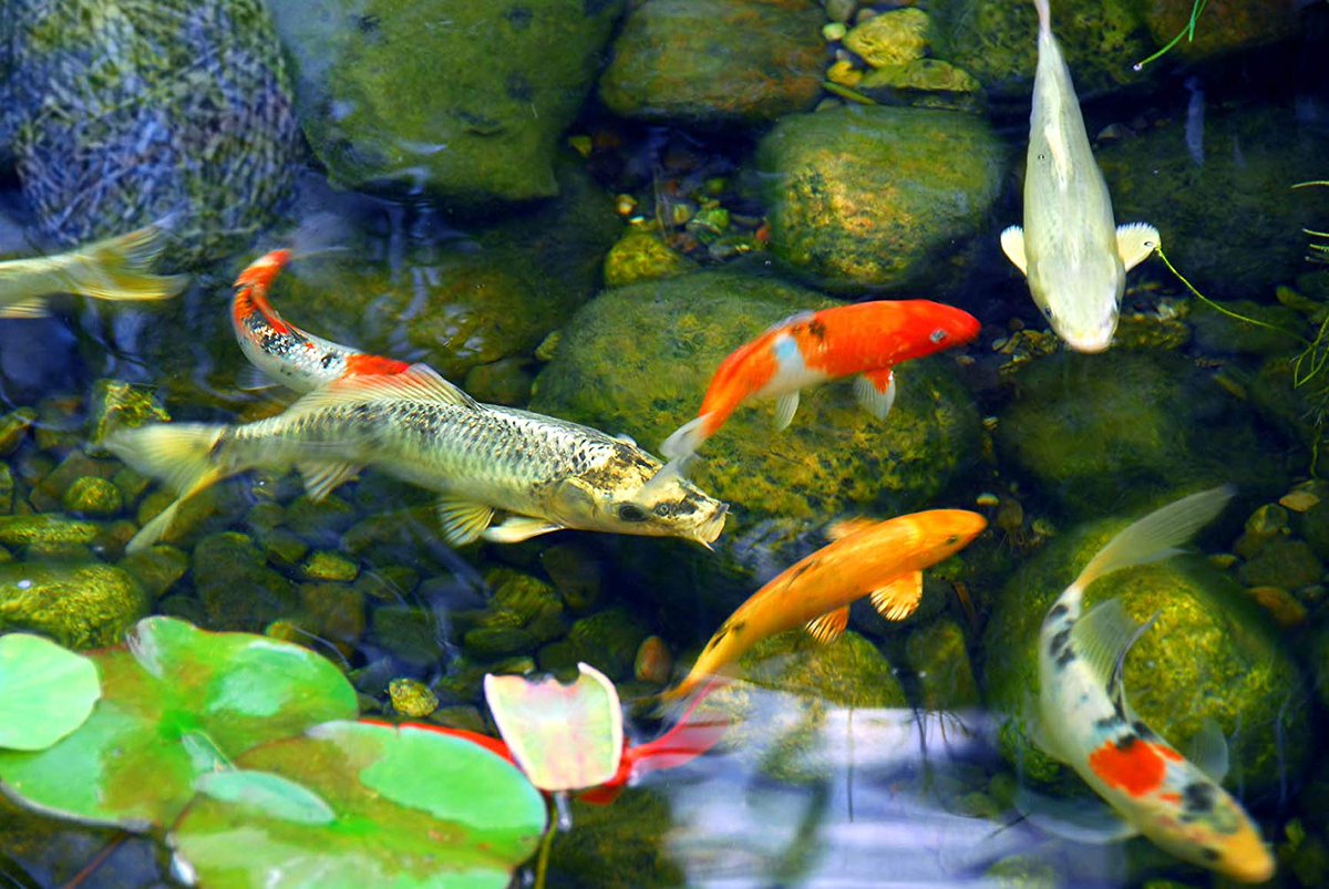 AW_SanDiego's tweet image. 5 things to add to your koi pond to make it even more beautiful: bit.ly/37hEF1a

.
#pond #koipond #backyardpond #fish #aquariums #koicare #aquaticwarehouse #aquariumstore #sandiego #aquariumfish #pondfish