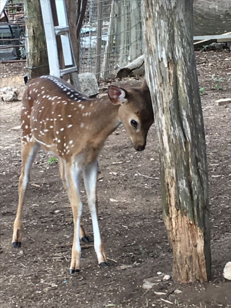 out of context deer (@contextdeers) on Twitter photo 