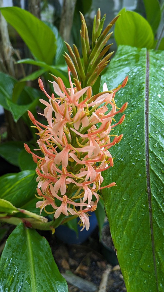 A rather damp Friday #GingerSeason tonight - #Heduchium densiflorum 'Schilling 582' - makes me wonder what the other 581 looked like (and would I have enough room to grow them all 🤔😬) #Devon #Exotic #Garden