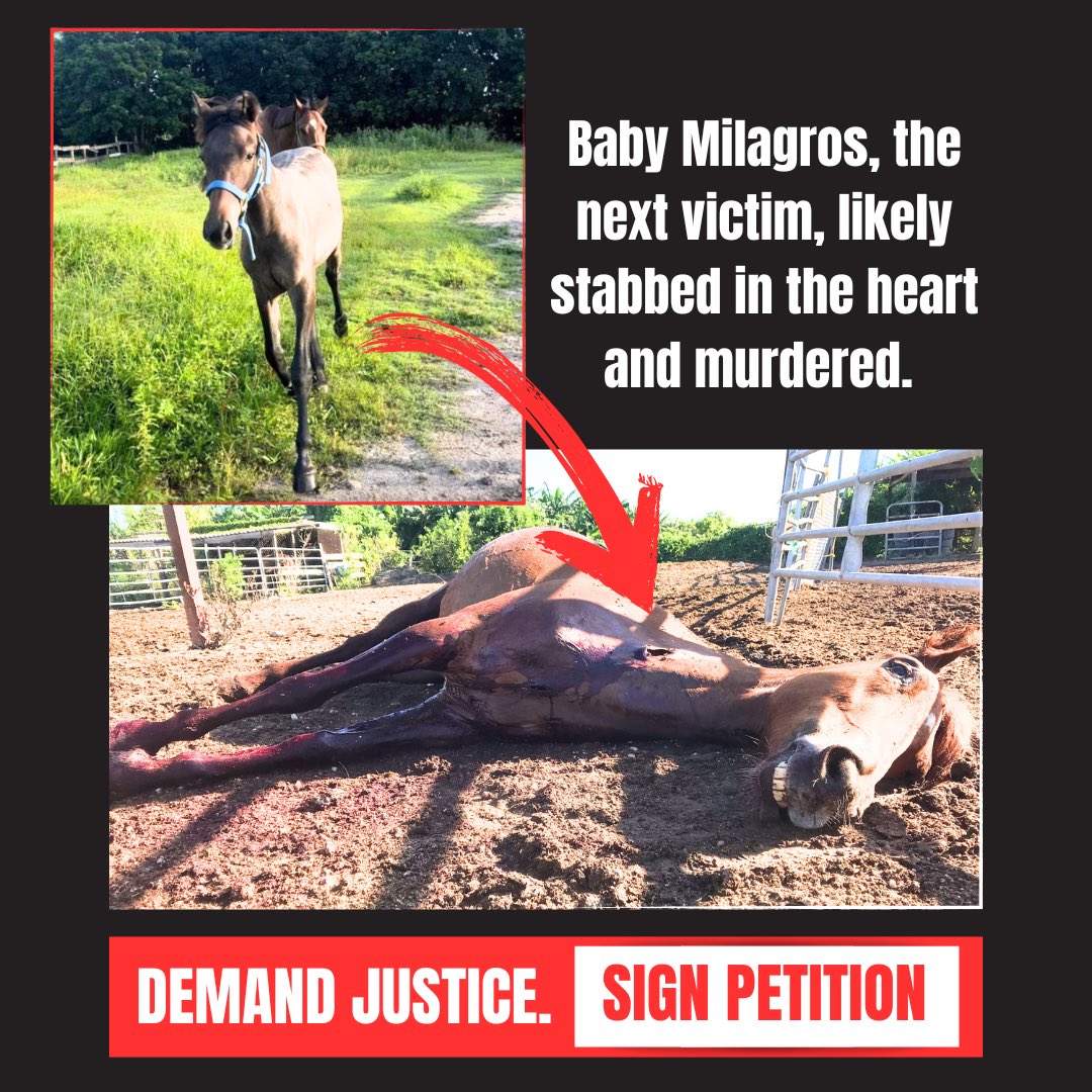 🚨 #URGENT 🚨Baby Milagros and Venus are still missing, and likely lying in a pool of blood. Please don’t let their absuction be yesterdays news! The family needs #justice. #signpetition #takeaction #protecthorses #horseslaughter #animalrecoverymission

actionnetwork.org/forms/demand-a…