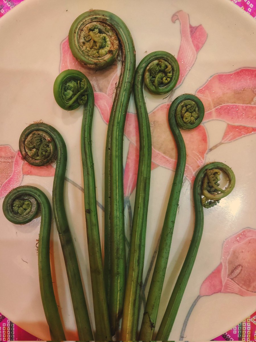 KharkwalPriya's tweet photo. 🌿 Calling all foodies! 🍽️ Have you ever encountered the enigmatic fiddlehead fern? Share its name in your native language and let me know if you've had the pleasure of savoring its unique flavor. Excited to hear your culinary tales!
#FiddleheadFern #Yellowknife #yks2023 https://t.co/iFAf5AAoI1