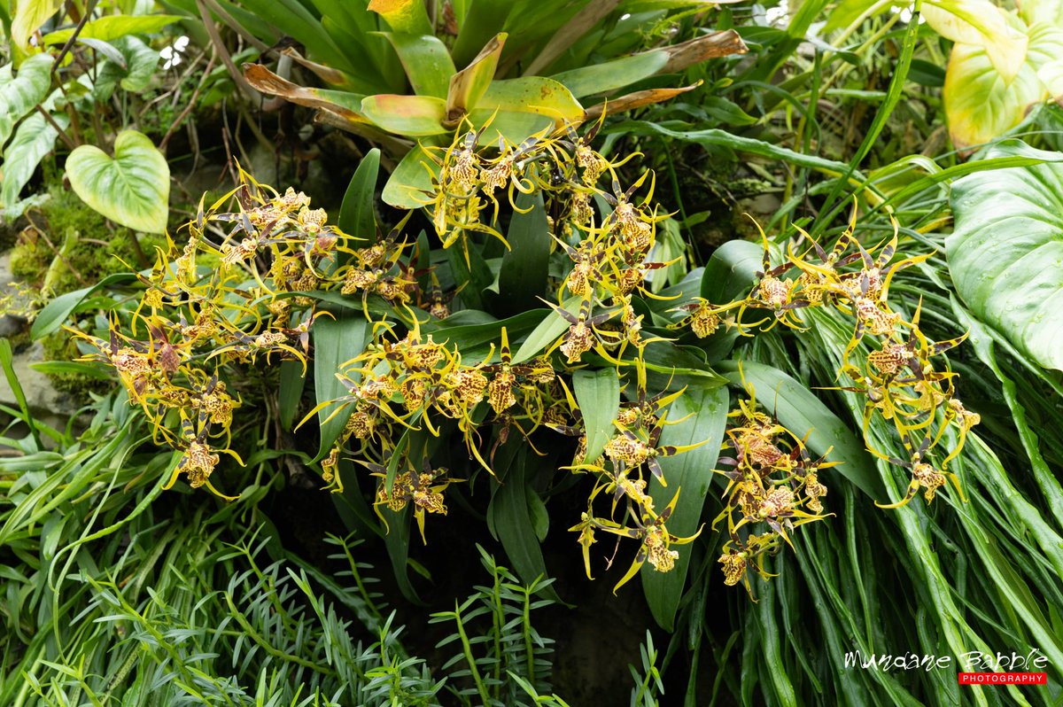 My favourite capture of the outing. 

If you love orchids, click on link in profile or otherwise:

mundanebabble.com/the-sembcorp-c…

#toldwithexposure #orchids #greenhouse #glasshouse #flowerphotography #FlowersOfTwitter #FlowersOnFriday #leicaq #leicaq3 #leica #photograghy