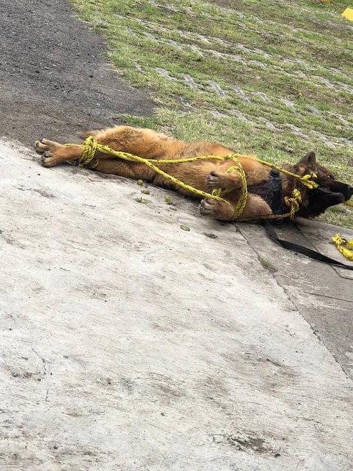 LetyVarela's tweet photo. He recibido este reporte del #Edomex

Vecin@s presuntamente del fraccionamiento Aguiluchos 10 en Nicolás Romero golpearon hasta la muerte a #Kuko

Busco a @propaem_sma para verificar la info pues este 🐕 era un perro guia 

Basta ya de #MaltratoAnimal https://t.co/alGeYOA9Bt