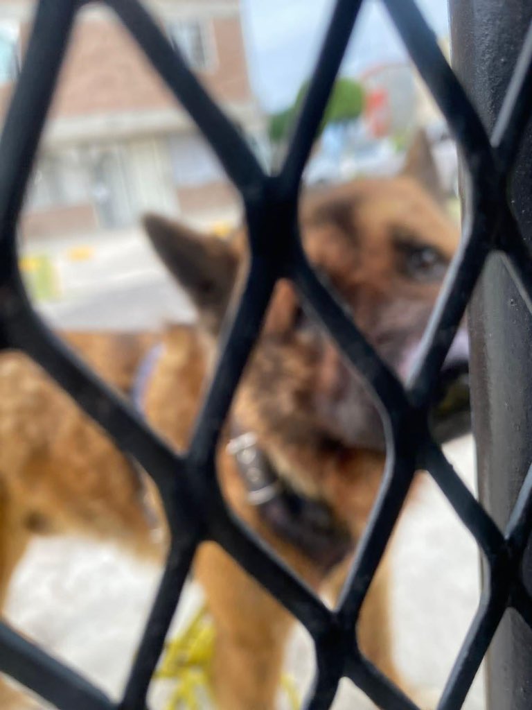 LetyVarela's tweet photo. He recibido este reporte del #Edomex

Vecin@s presuntamente del fraccionamiento Aguiluchos 10 en Nicolás Romero golpearon hasta la muerte a #Kuko

Busco a @propaem_sma para verificar la info pues este 🐕 era un perro guia 

Basta ya de #MaltratoAnimal https://t.co/alGeYOA9Bt