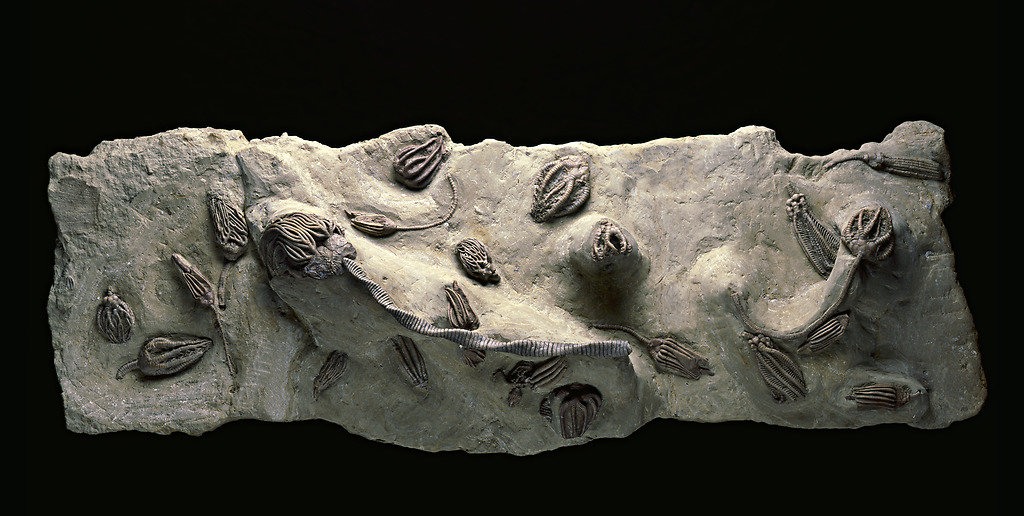 This slab of fossilized crinoid specimens date from 345-280 million years ago and was collected in Indiana. Displaying the wide variety of shapes and sizes found in this class of extinct echinoderms, this specimen includes 15 different species.

Catalog number USNM S 7342