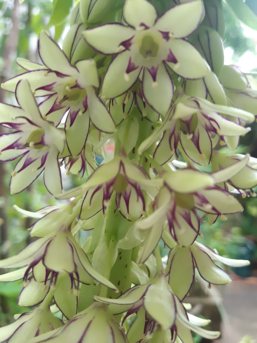 The superb pineapple #lily (Eucomis comosa) really does resemble a pineapple though it is not related. #flowers #gardens 1/2