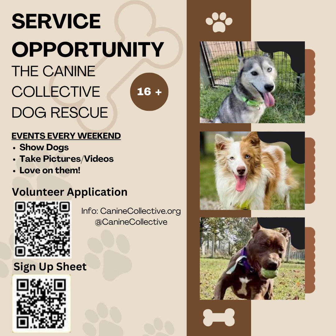 OBHSnhs's tweet photo. Looking for service hours right before the deadline this Friday? The Canine Collective Dog Rescue is looking for volunteers! https://t.co/7cEIl9oy5S