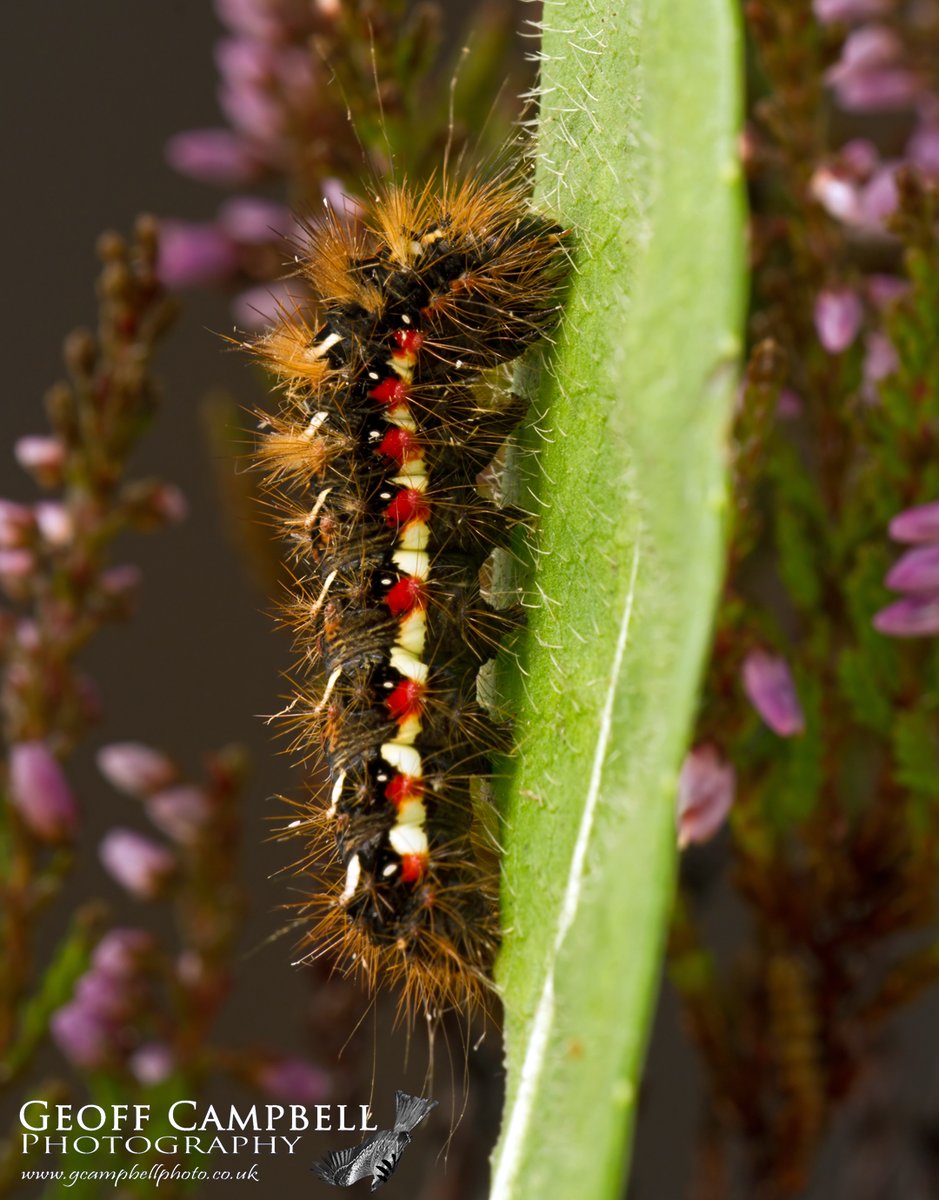 gcampbellphoto's tweet photo. Knot Grass (Acronicta rumicis) - North Antrim, August 2023. The caterpillar of this moth is out and about at the moment. The last image is the moth it will emerge as next summer. #moths #mothsmatter #teamoth @BCNI_ @UlsterWildlife @savebutterflies https://t.co/gPyfPmdtws