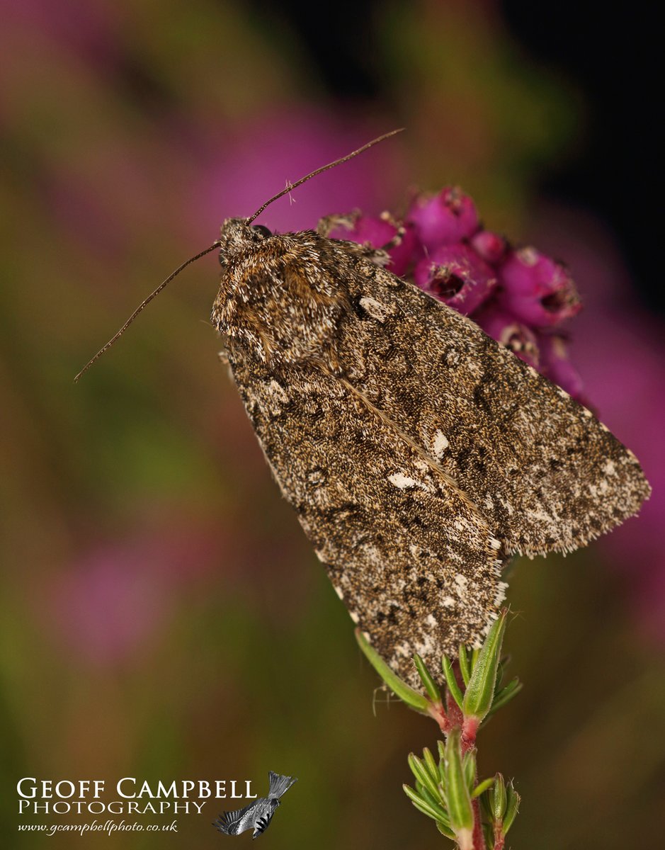 gcampbellphoto's tweet photo. Knot Grass (Acronicta rumicis) - North Antrim, August 2023. The caterpillar of this moth is out and about at the moment. The last image is the moth it will emerge as next summer. #moths #mothsmatter #teamoth @BCNI_ @UlsterWildlife @savebutterflies https://t.co/gPyfPmdtws