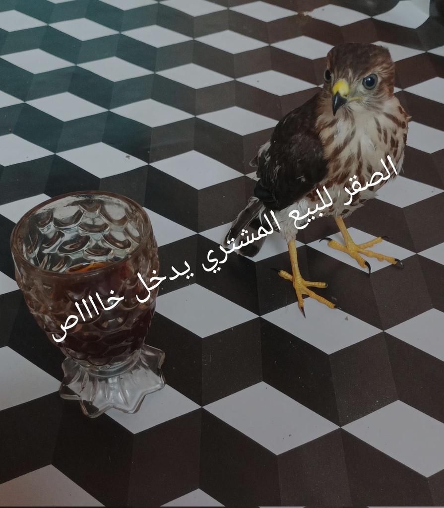 abdalkhalqyamer's tweet photo. #الصقر_للبيع_المشتري_يدخل_خاص https://t.co/qfPxYgaWmz