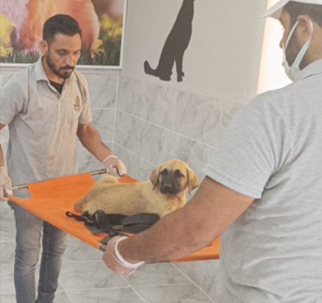 9 DEMİR SOPA DARBESİ ALAN VE KANLAR İÇİNDE KALAN KÖPEK BÖYLE Mİ OLUR? KATİLİ SERBEST! KÖPEĞİN KATİLİ KİM? HANGİ AŞİRETE MENSUP? KİMİ KORUYORSUNUZ? İNSANLARIN AKLIYLA ALAY ETMEKTEN BIKMADINIZ MI? <a href="/KiziltepeKymlk/">T.C. Kızıltepe Kaymakamlığı</a> #mardinköpekkatilitutuklansın