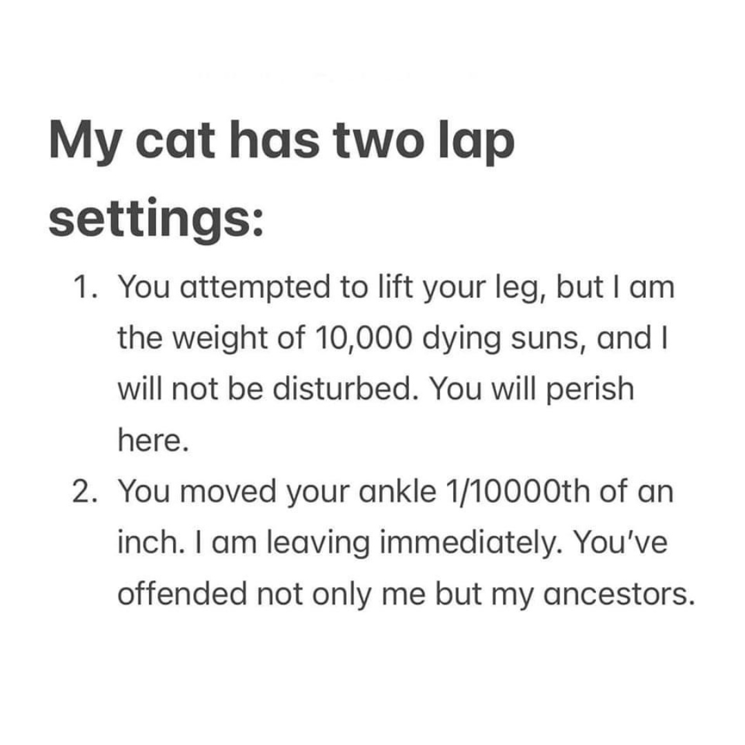 Which lap setting is your cat?