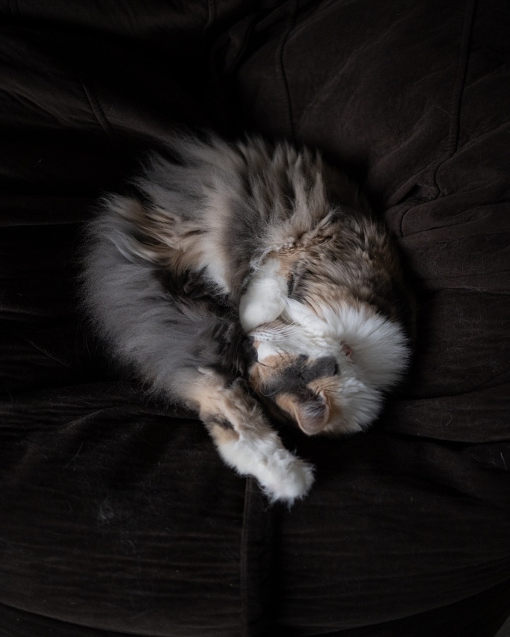 rawrycat's tweet photo. Fridays round here 😪 https://t.co/kFGHn3lRXn