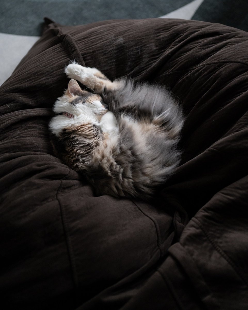 rawrycat's tweet photo. Fridays round here 😪 https://t.co/kFGHn3lRXn