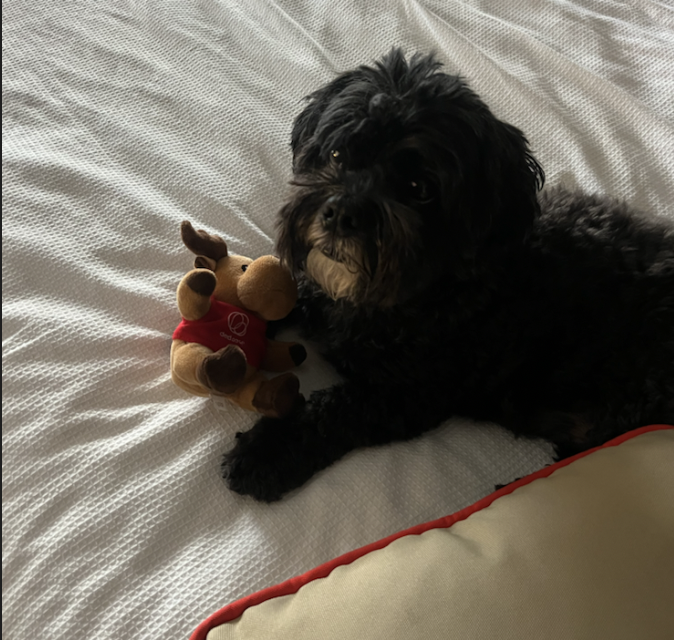 Dedoose's tweet image. Dedoose was used to understand how owning a dog guide impacts the lives of older adults with vision loss. 

The 2019 study found that dog guide ownership boosted autonomy, community engagement, and confidence. Read more at: dedoose.info/dogstudy

#DogGuide #Qualitative