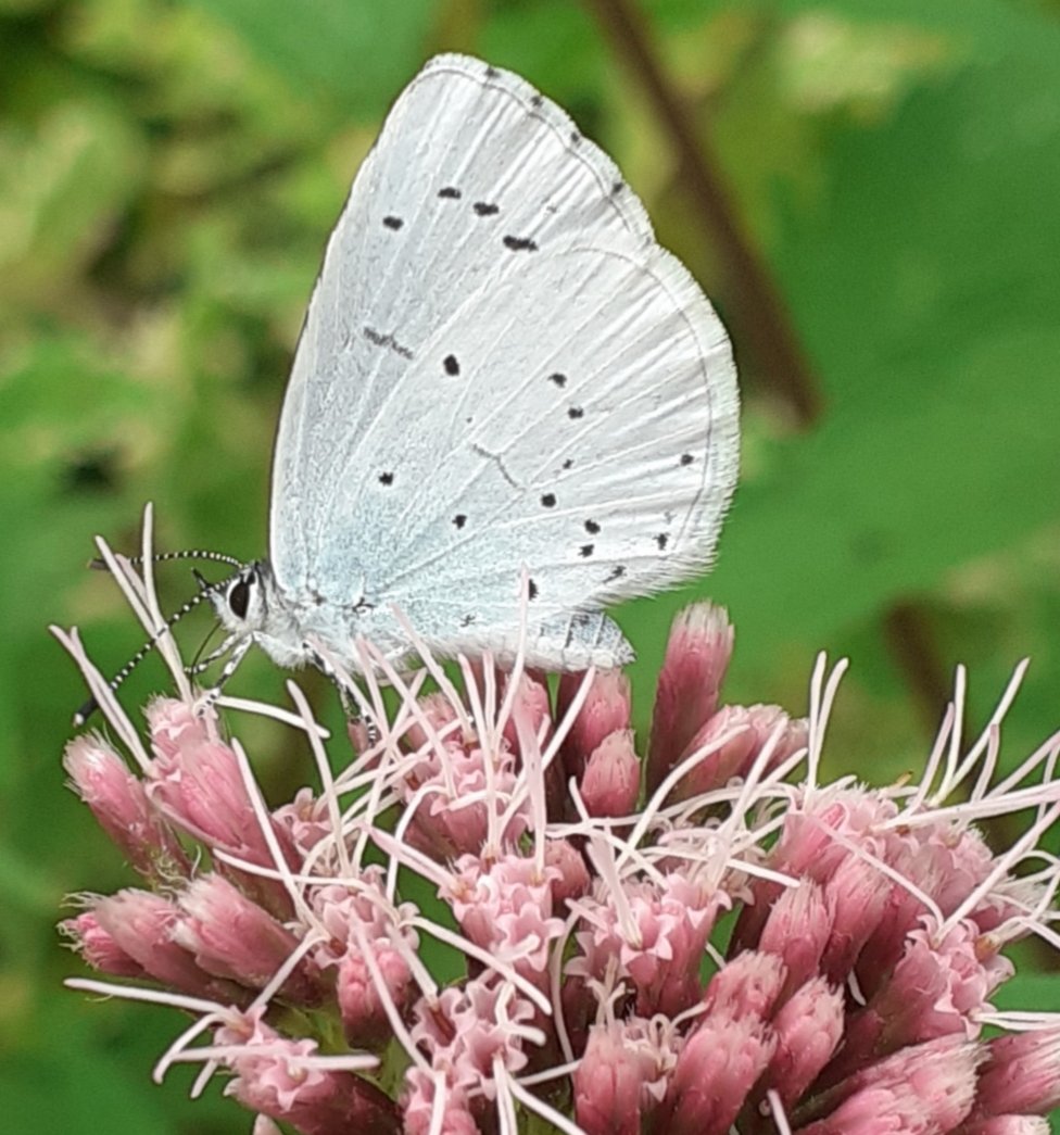 Just seen this beautiful small blue butterfly in the garden 💚