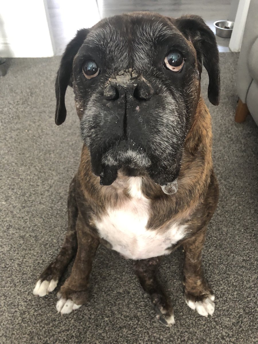 chezney100's tweet photo. A post I never wanted to write. Our beautiful George passed away yesterday. Absolutely heartbroken isn’t the word. He is one of the most important & loved parts of our family. Our world has been shattered. R.I.P gorgeous boy, love you forever. #heartbroken #boxerboy https://t.co/5EumfFszoq