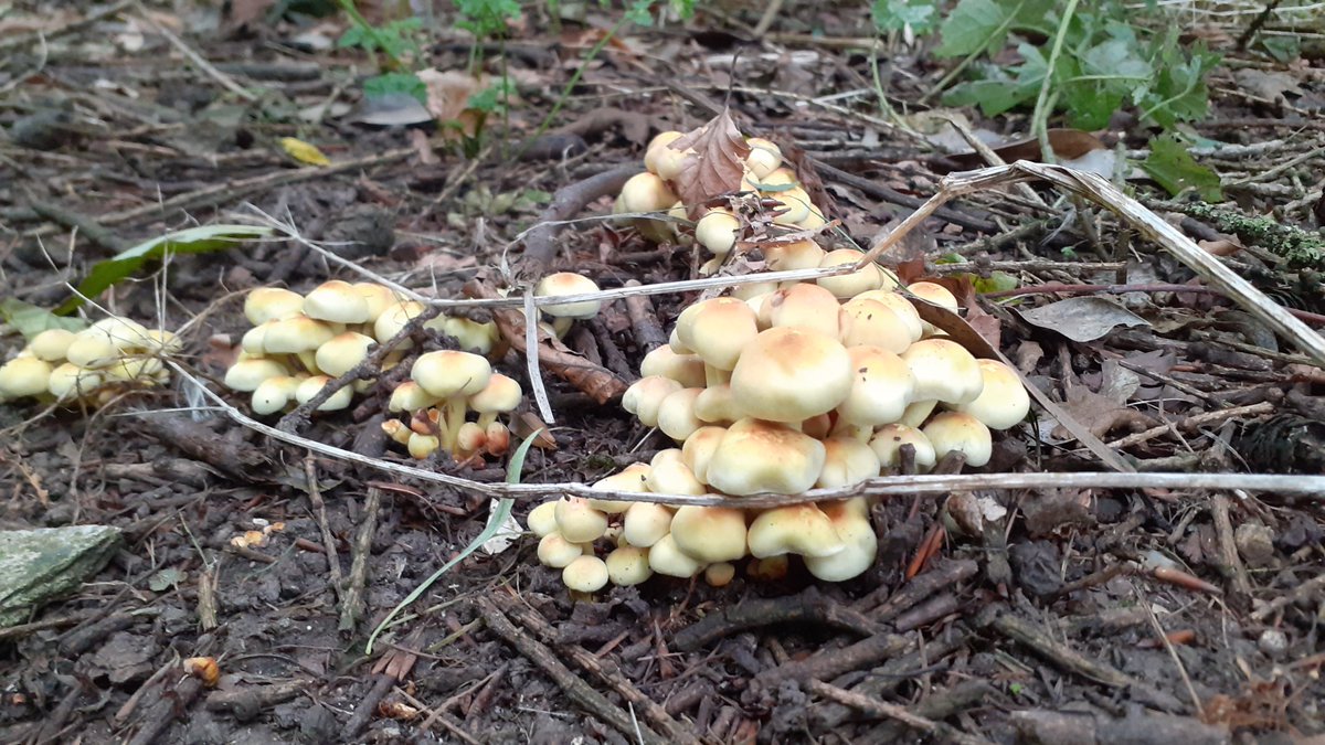 BaumberSteve's tweet photo. 10 mile walk round oxcombe and Tathwell today. A pair of Red kite came to have look at us. Spotted a green wood pecker on the way home in Louth cemetry  oh and some sulphur cap fungus . https://t.co/VZxjhfQ88E