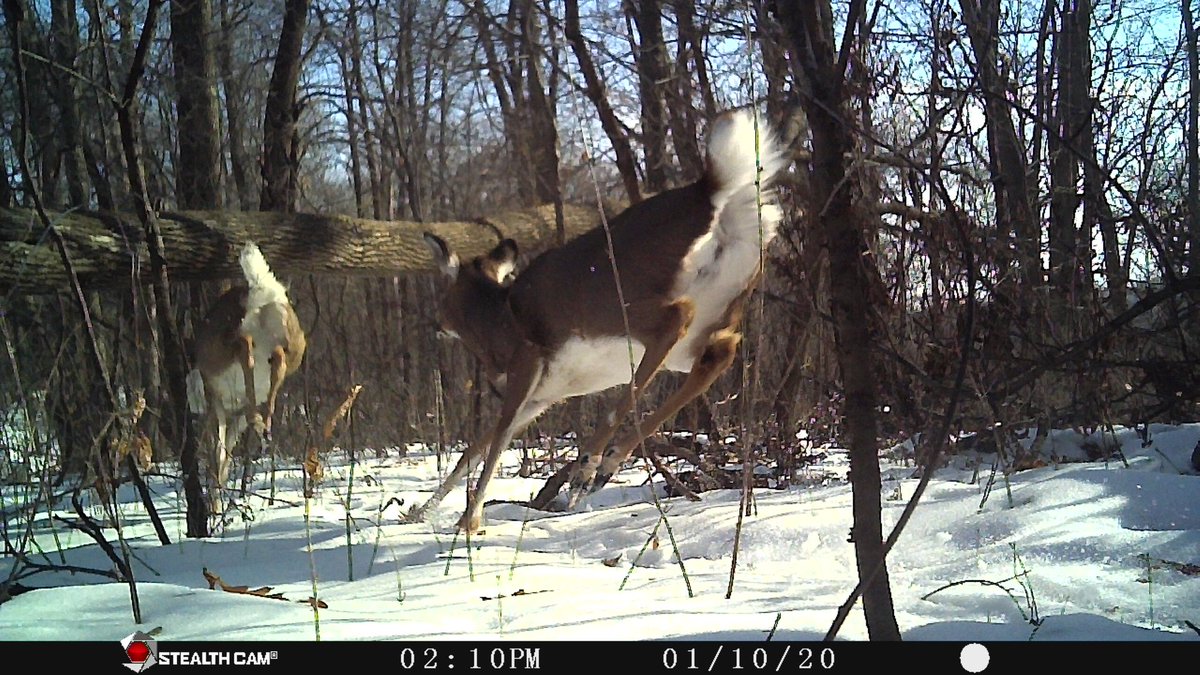 Offal Wildlife Watching (what's eating your guts?) (@offal_watch) on Twitter photo Our cameras capture a lot of guts and gore, which we love to see 😁 but also some incredible beauty from across the state, enjoy! 
#offal #offal_watch #citizenscience #cameratrap #Zooniverse #mnenrtf #mnextension #browningtrailcams Our cameras capture a lot of guts and gore, which we love to see 😁 but also some incredible beauty from across the state, enjoy! 
#offal #offal_watch #citizenscience #cameratrap #Zooniverse #mnenrtf #mnextension #browningtrailcams