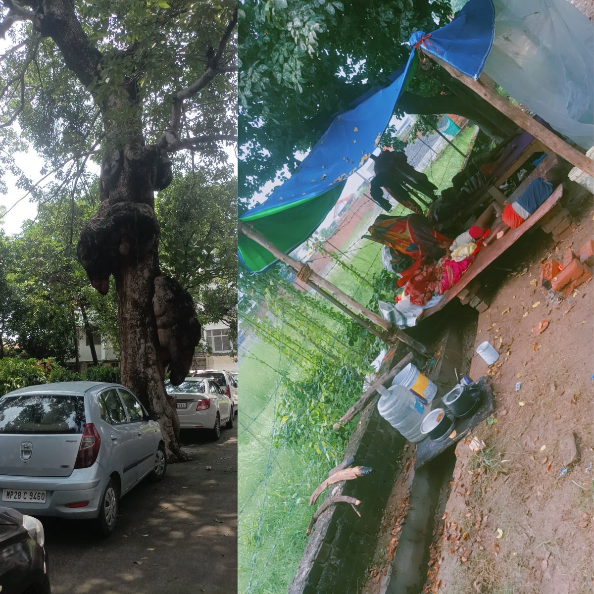 'SMALL WONDERS'
I saw this interesting tree today in Lucknow. It appears Lord Ganesha himself dwelled.. On a contrary These SMALL WONDERS in harshest condition. I did my best that I could in my capacity. We I really want someone to look ay them. DM for connect.

#smallwonders