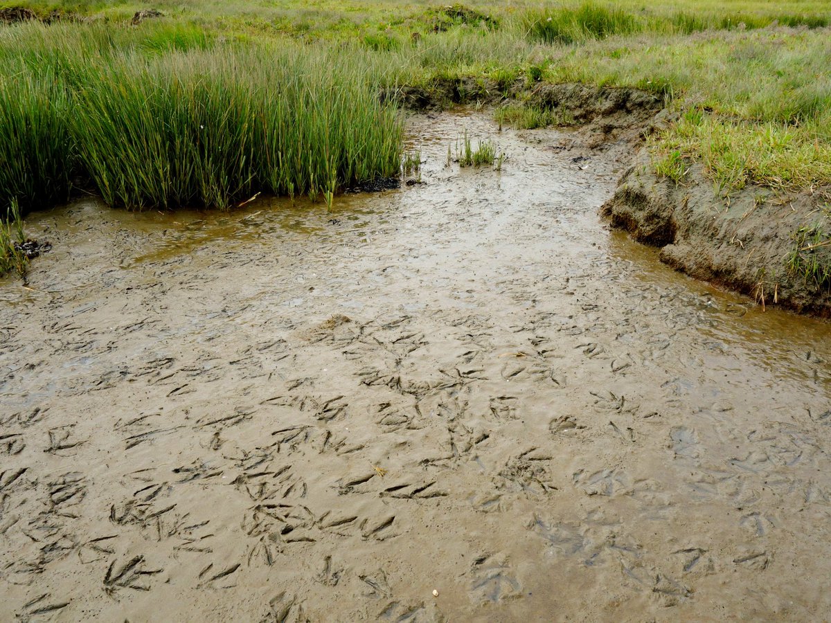 AcaciaMarkov's tweet photo. Another trip to the marsh this week! It seems the geese like the site as much as we do 🤔
#saltmarsh #monitoring #geesegrazing https://t.co/1Oo5voNJ1P
