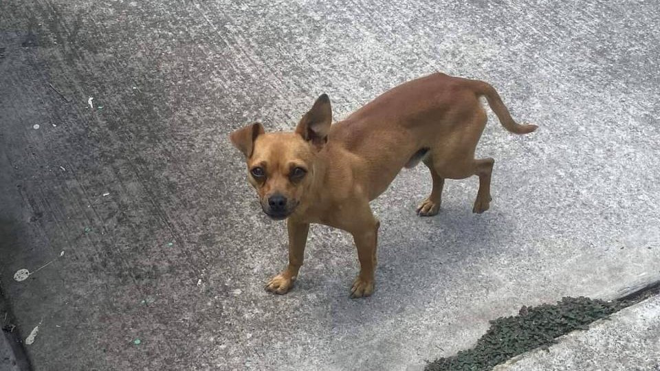 JPTheStrayDog's tweet photo. I found this guy begging for food in front of Walmart.
I guess we should have lunch together.
#Stray #StrayFrogs #Imeant #Dogs #not #Frogs https://t.co/im7C9LxgoU
