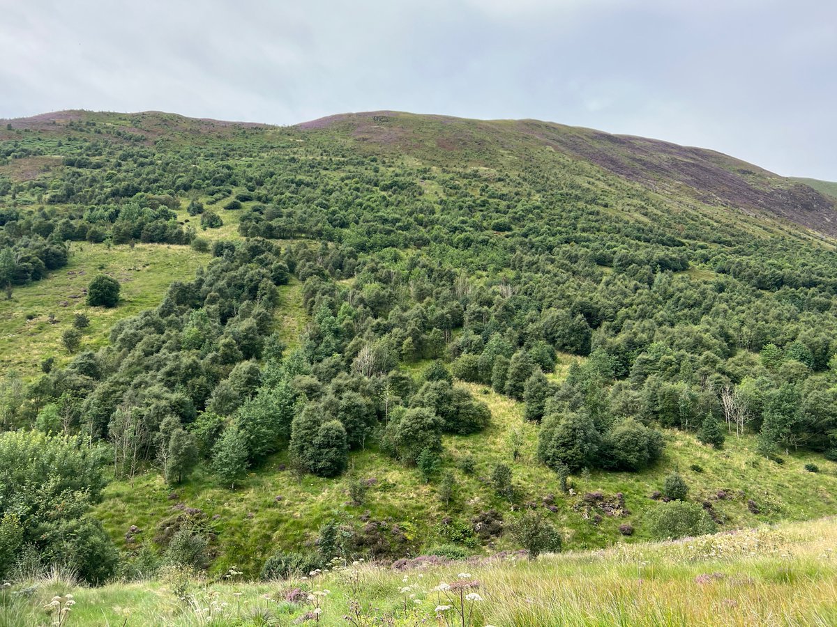 Happy Friday Everyone! ❤️🌳 Here is the uplifting sight of a hillside in recovery. Landscape scale habitat restoration. #RewildOurPlanet