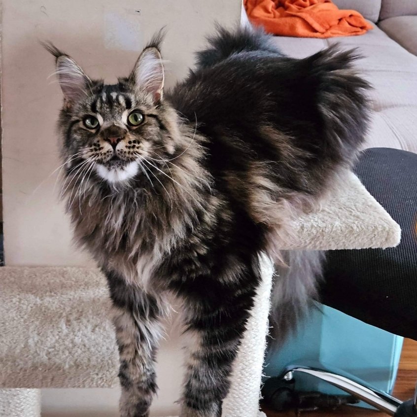 Hi everyone!
Welcome in CiccaTheMaineCoonCat original profile!
Please follow me and like my posts!
I will follow you back!
You are my best friend! Thanks!❤😻