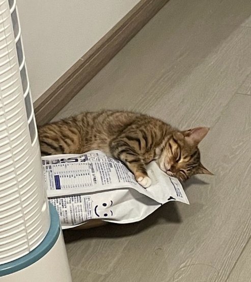 WeAssessCats's tweet photo. im a fulfilling relationship with food https://t.co/iNW8WtSzo0