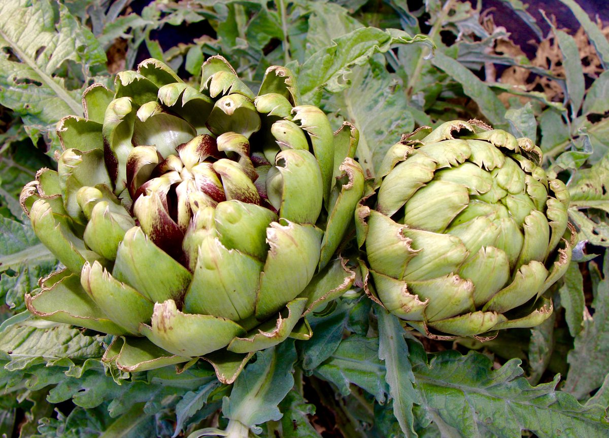 The Hunger Coalition tweet media