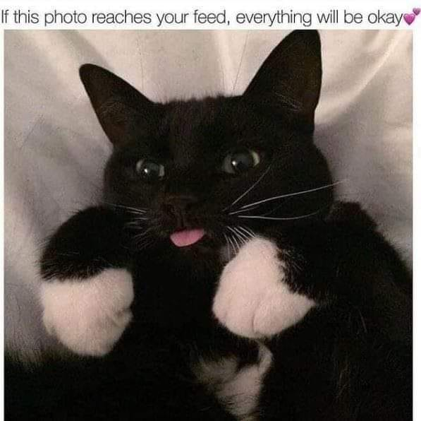 WholesomeMeme's tweet photo. https://t.co/GJKnxDuGVi