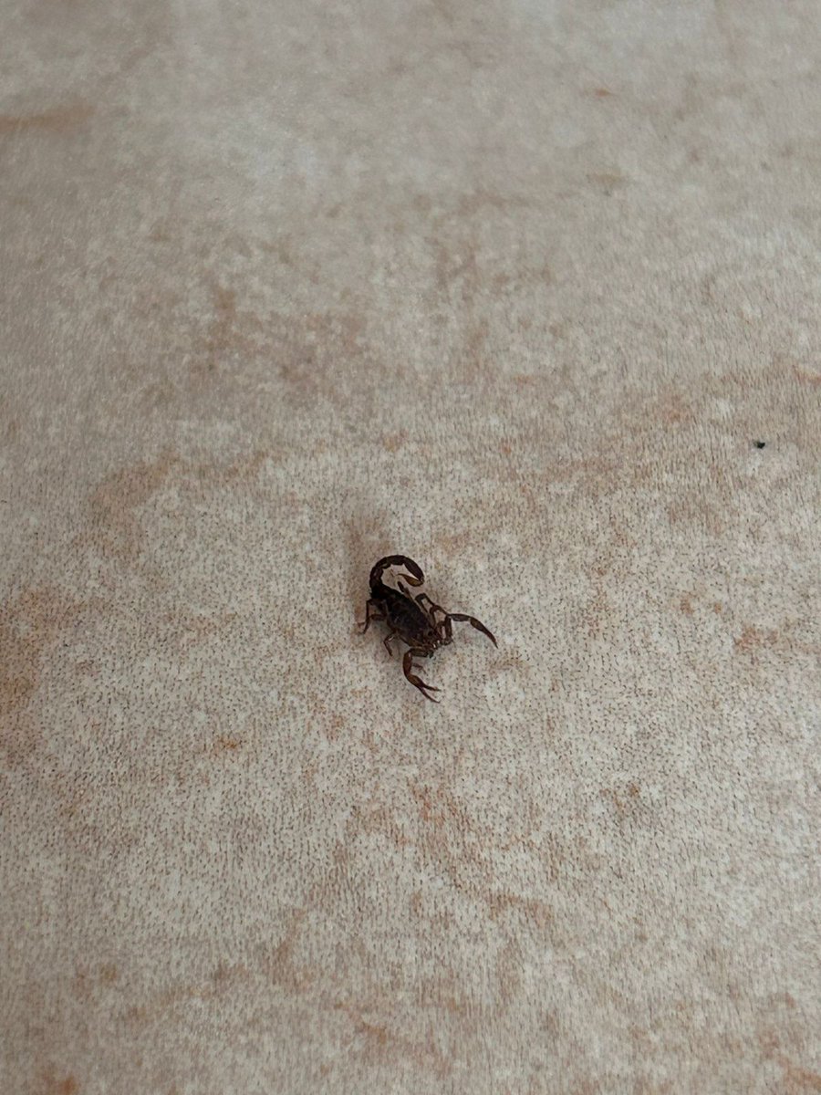 gricarte's tweet photo. Hola @Arachno_Cosas es de IM? Donde vivo apareció y los vecinos ya quieren meter toda clase de químicos por que siempre andan en pareja y todo tipo de cosas.
Me ayudas? https://t.co/3K4toOLyTT