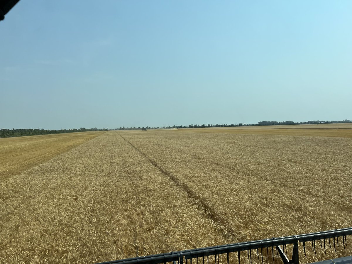 Wheat harvest has begun