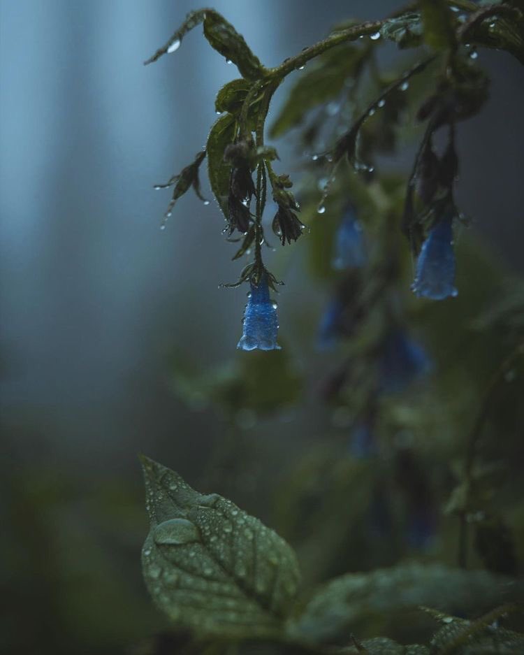 violettweets_'s tweet photo. flowers among the foggy forest. https://t.co/CQztYDzmW5