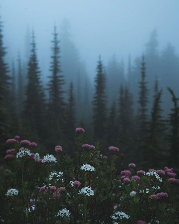 violettweets_'s tweet photo. flowers among the foggy forest. https://t.co/CQztYDzmW5