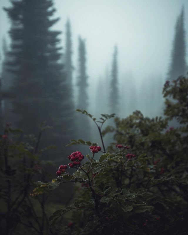 flowers among the foggy forest.