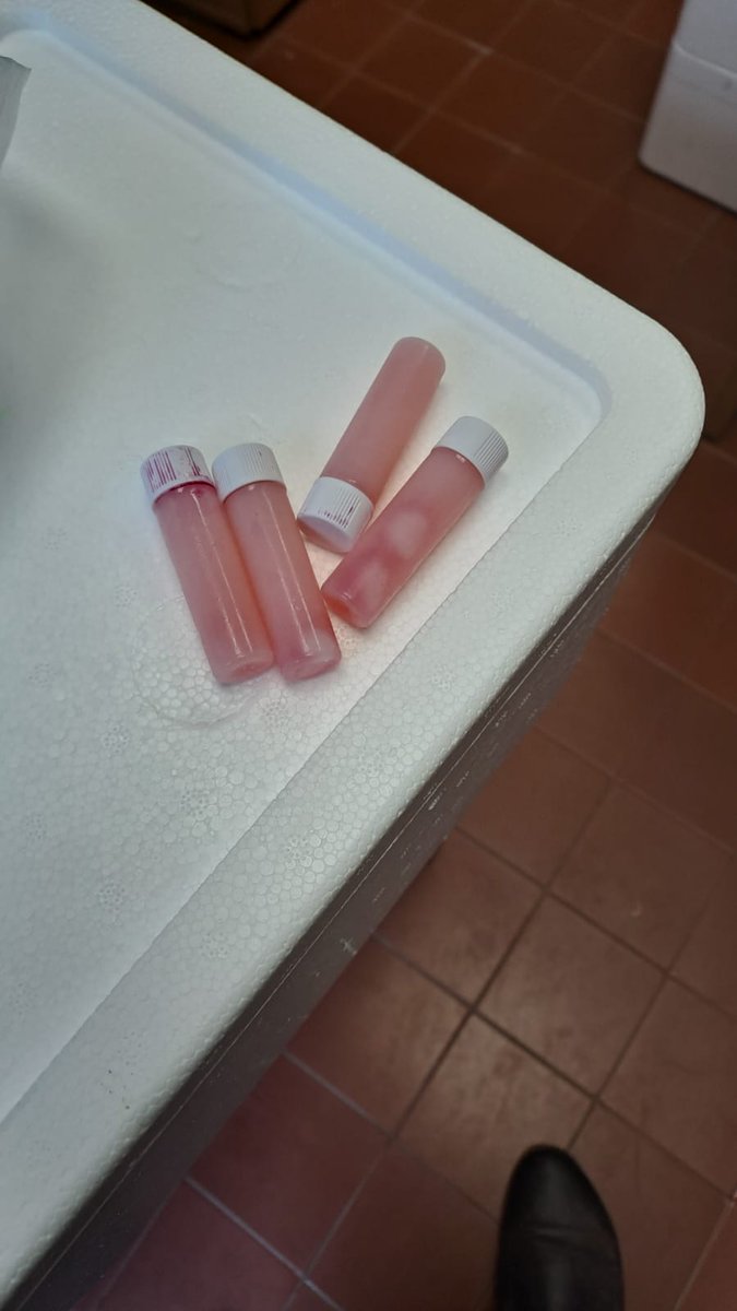 #AHORA La División Sanidad Animal del #MGAP comenzó la entrega de kits para el "Plan de Monitoreo de Vacunación de Influenza Aviar" que se desarrolla en conjunto con los veterinarios de libre ejercicio acreditados en mas de 180 establecimientos. 🦠💉🐓