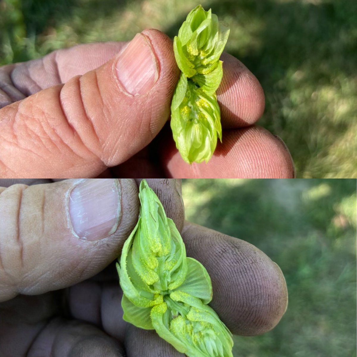 Hop harvest is coming soon. Interested in wet hop beers? Best to let us know! Lots of lovely golden lupulin building up already. #hops #canadianhops #prairiehops