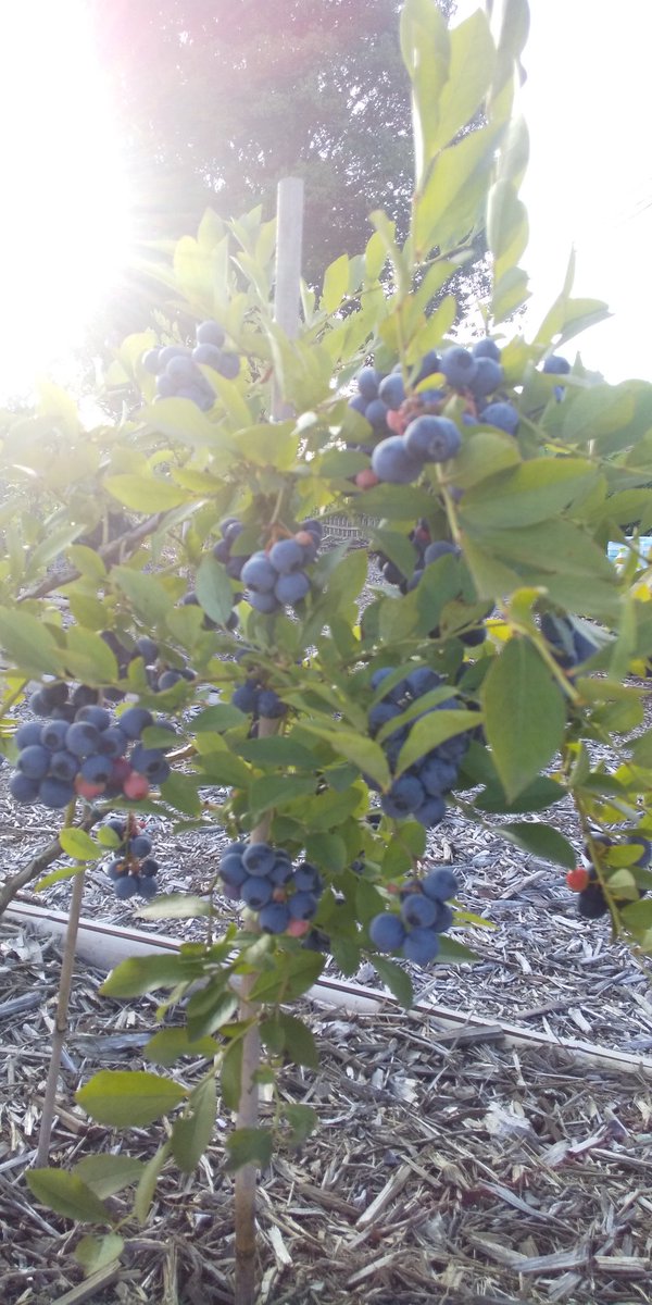 #あーみんの森 #ブルーベリー⁡ #ブルーベリー狩り #千葉県 #佐倉市  #佐倉市ブルーベリー狩り  #千葉県ブルーベリー狩り #千葉県観光スポット  #夏 #夏休み #帰省  #お盆  #お盆休み #観光  #半日観光  #レジャー #京成佐倉駅  #駅から徒歩10分