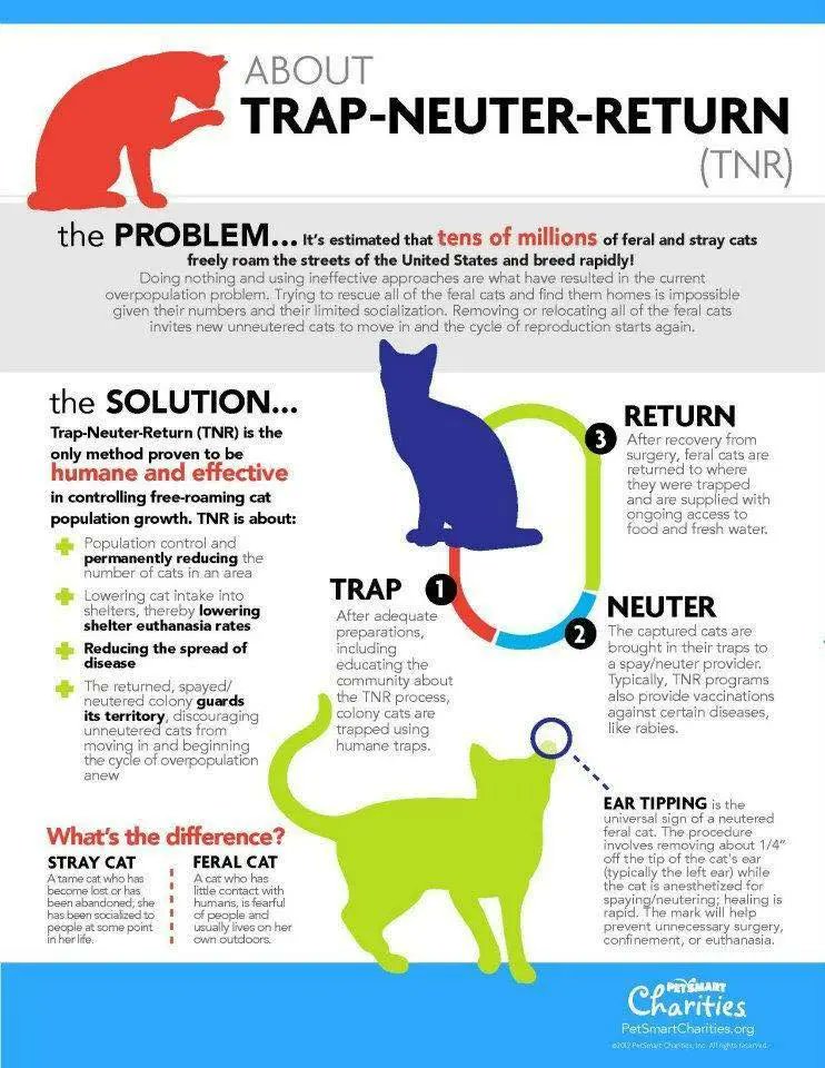 MvilleMessenger's tweet photo. TRAP, NEUTER, RELEASE, MANAGE (TNRM) PROGRAM PLANNED TO HELP MANAGE CAT POPULATION

https://t.co/T2zHeNBYnA https://t.co/uujUZamf64