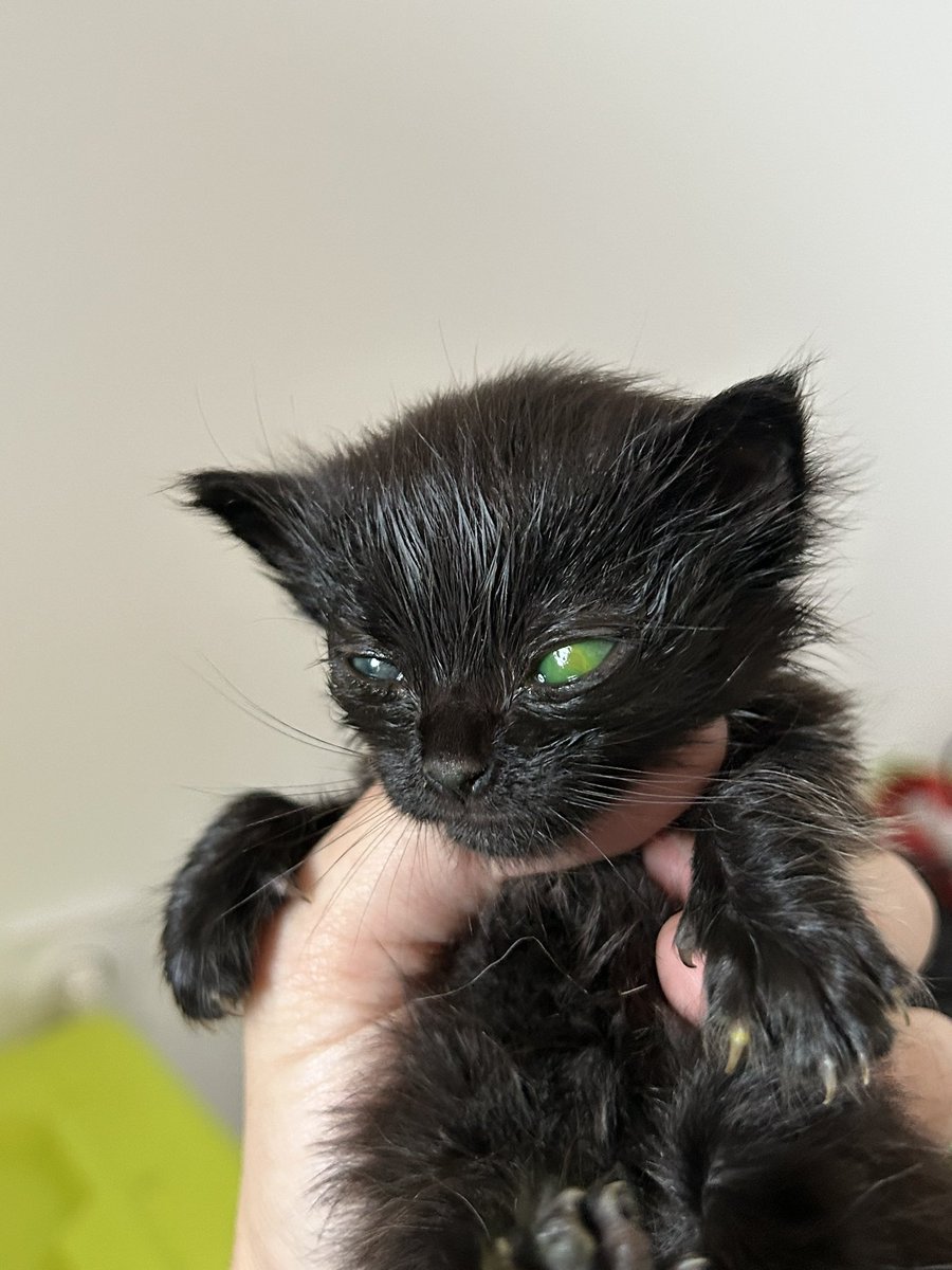 kekawhy's tweet photo. #SaveHope 

(FR) Hello tout le monde, nous avons sauvé ce chaton il y a 1 semaine, abandonné seul. Cela fait maintenant 1 semaine que nous nous occupons de lui et nous venons de recevoir une mauvaise nouvelle du vétérinaire. On lui a diagnostiqué un ulcère à l'œil gauche. https://t.co/AU20oFrzwx